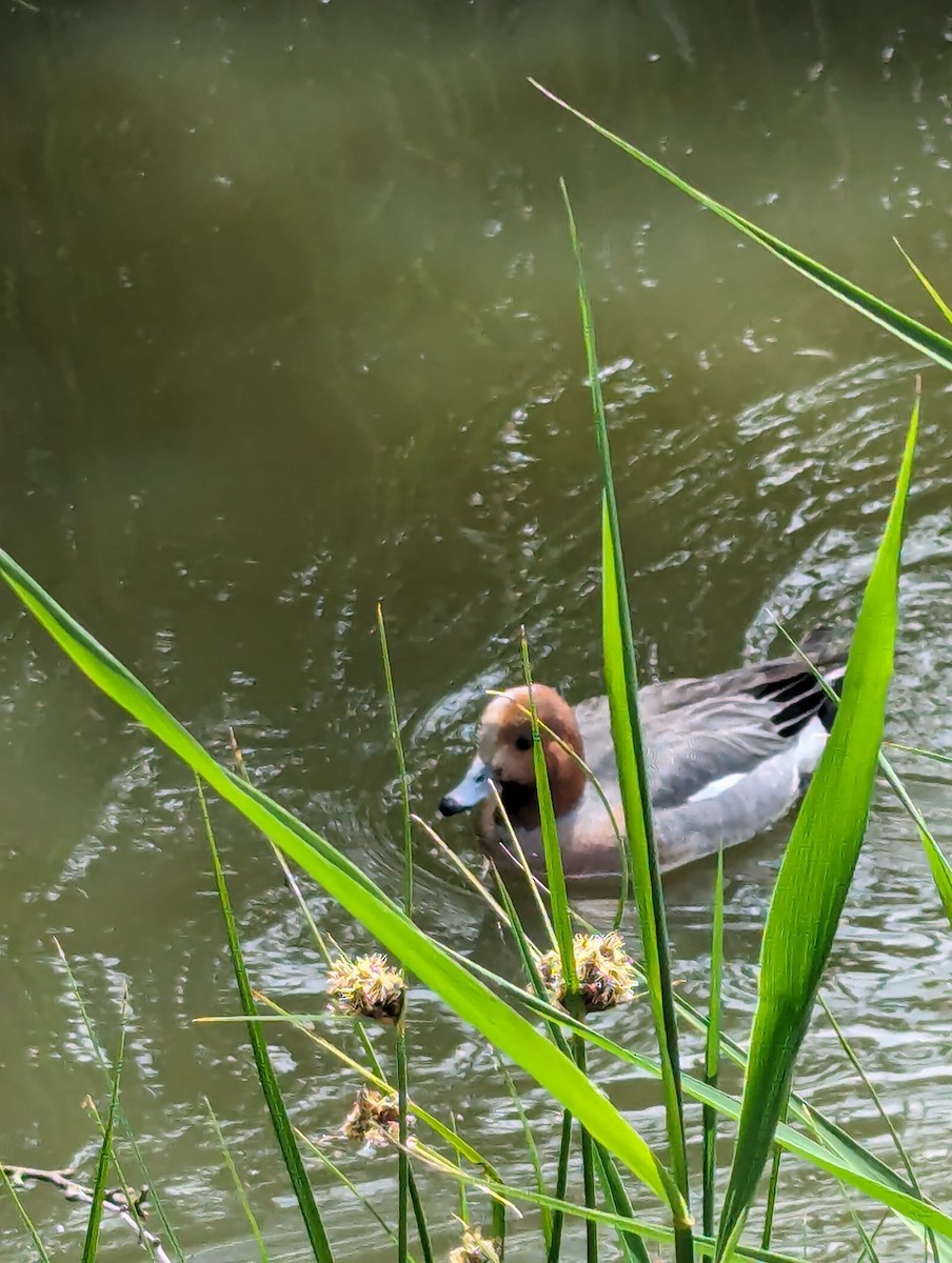 Eurasian Wigeon - ML620461320