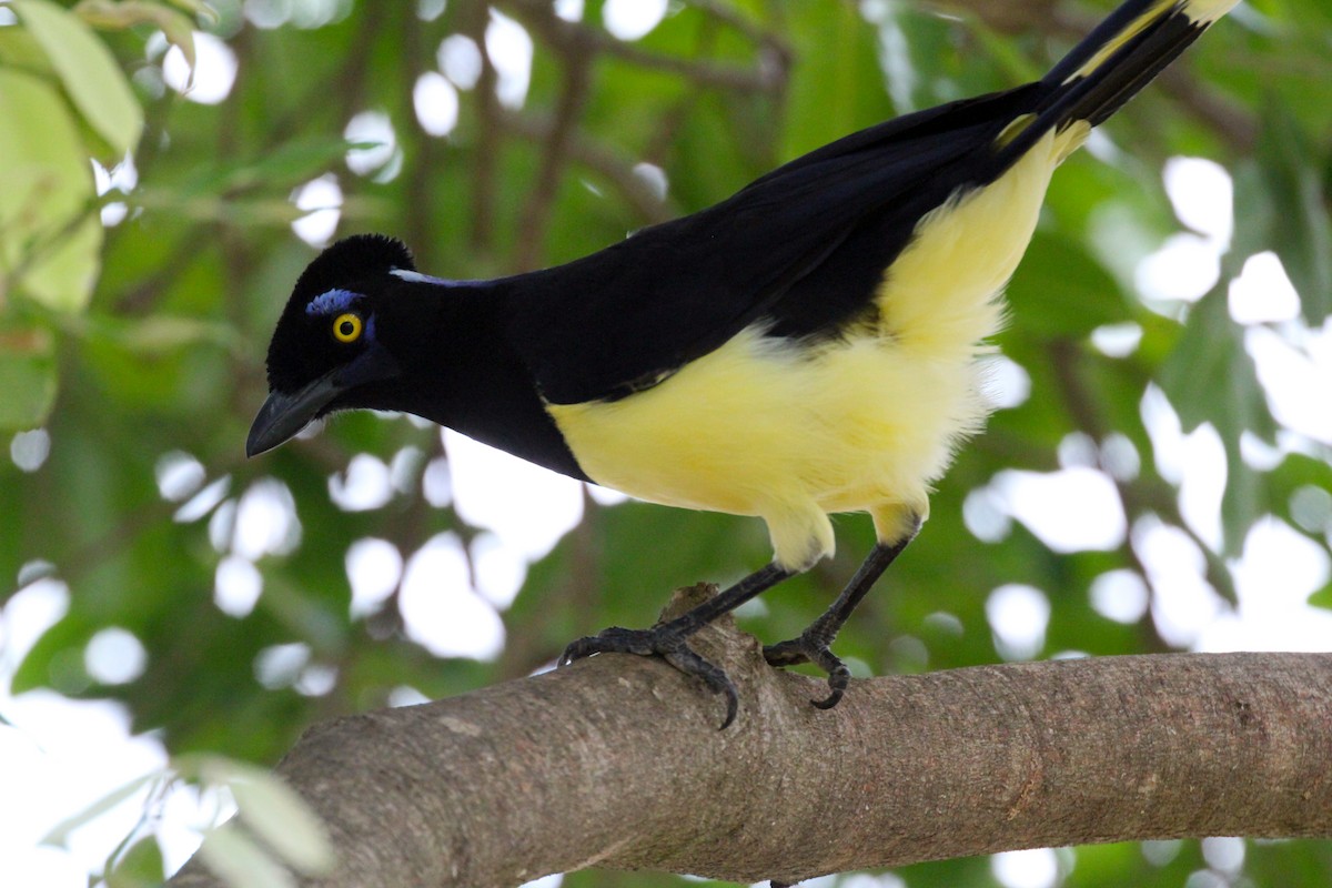 Plush-crested Jay - ML620461326