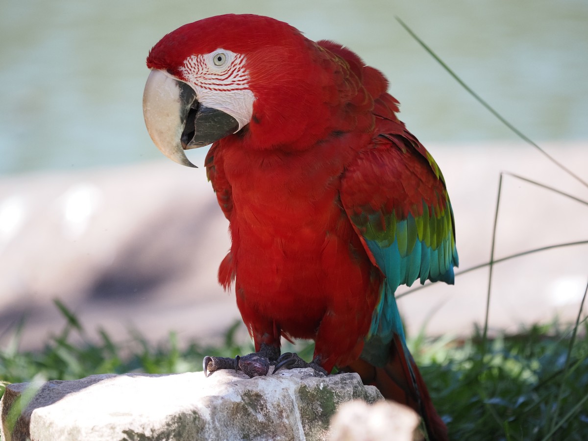 Red-and-green Macaw - ML620461330