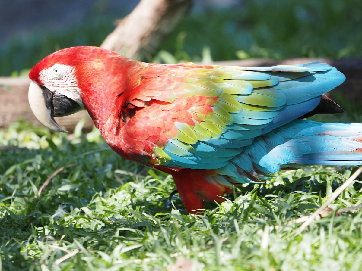 Red-and-green Macaw - ML620461331