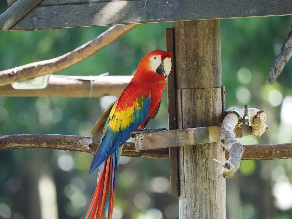 Red-and-green Macaw - ML620461332