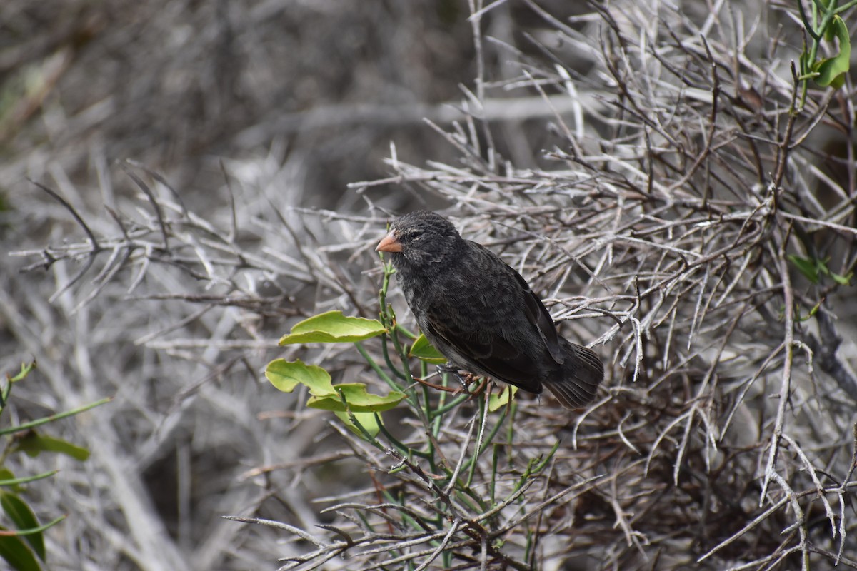 Pinzón de Darwin Fuliginoso - ML620461338