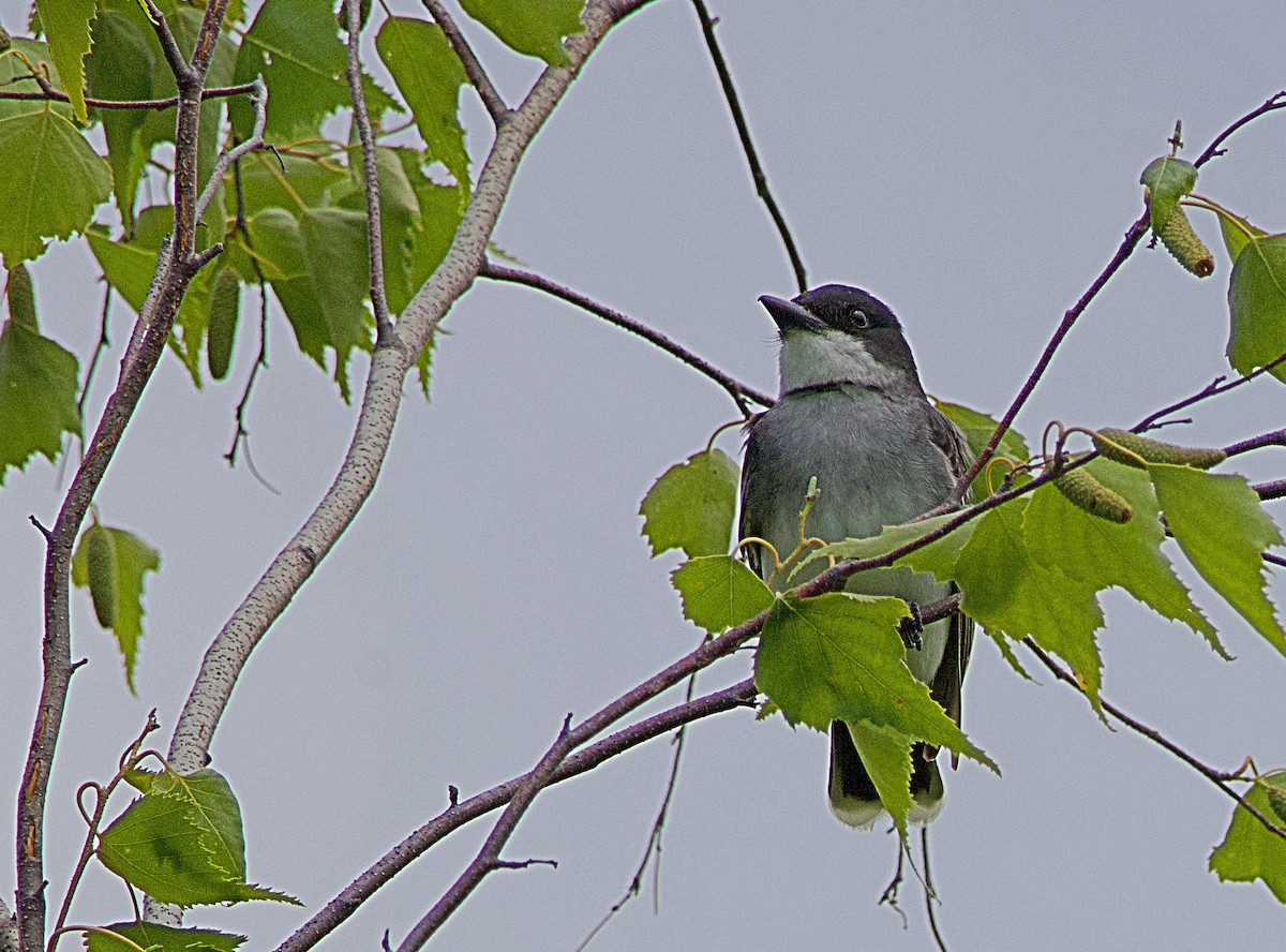 Eastern Kingbird - ML620461341