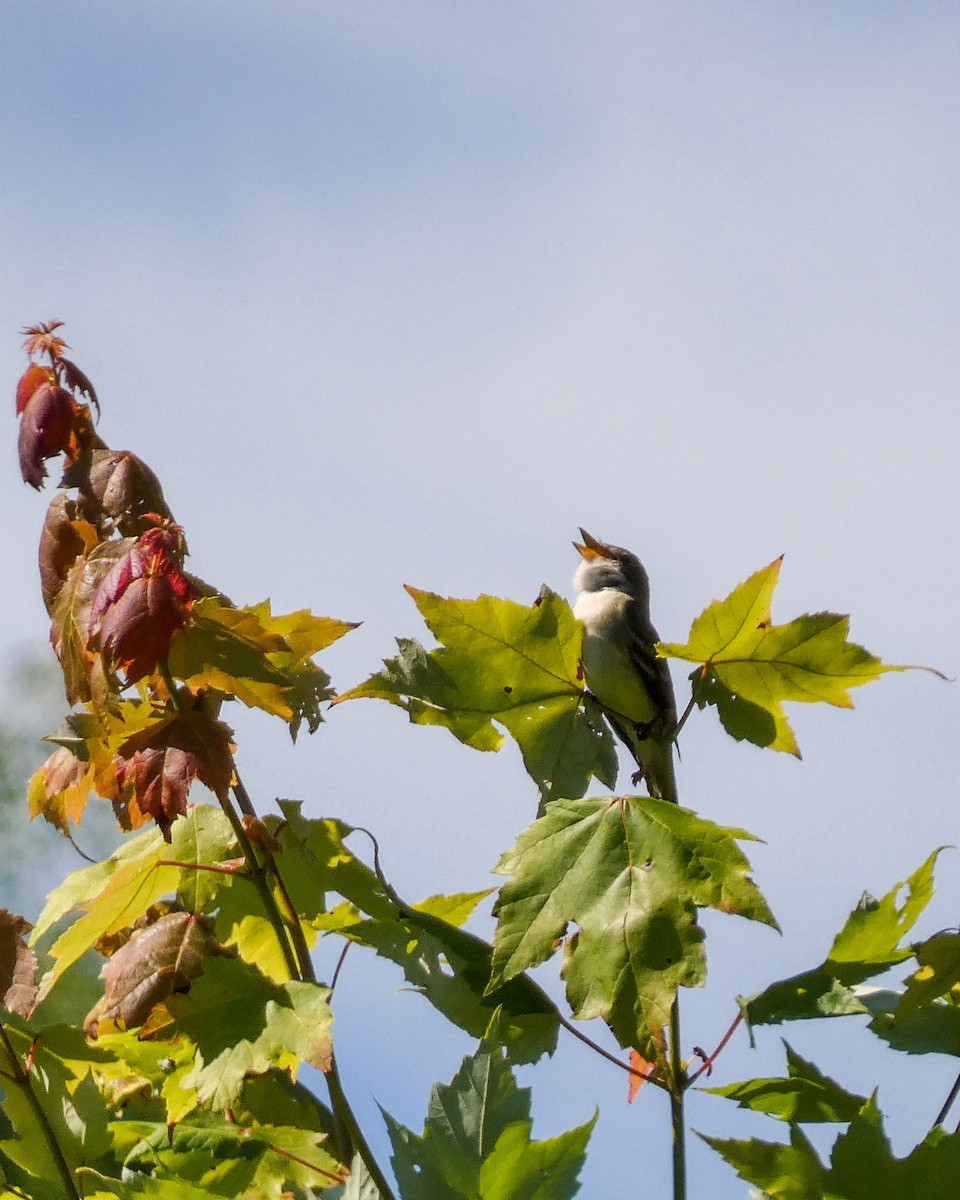 Alder Flycatcher - ML620461347