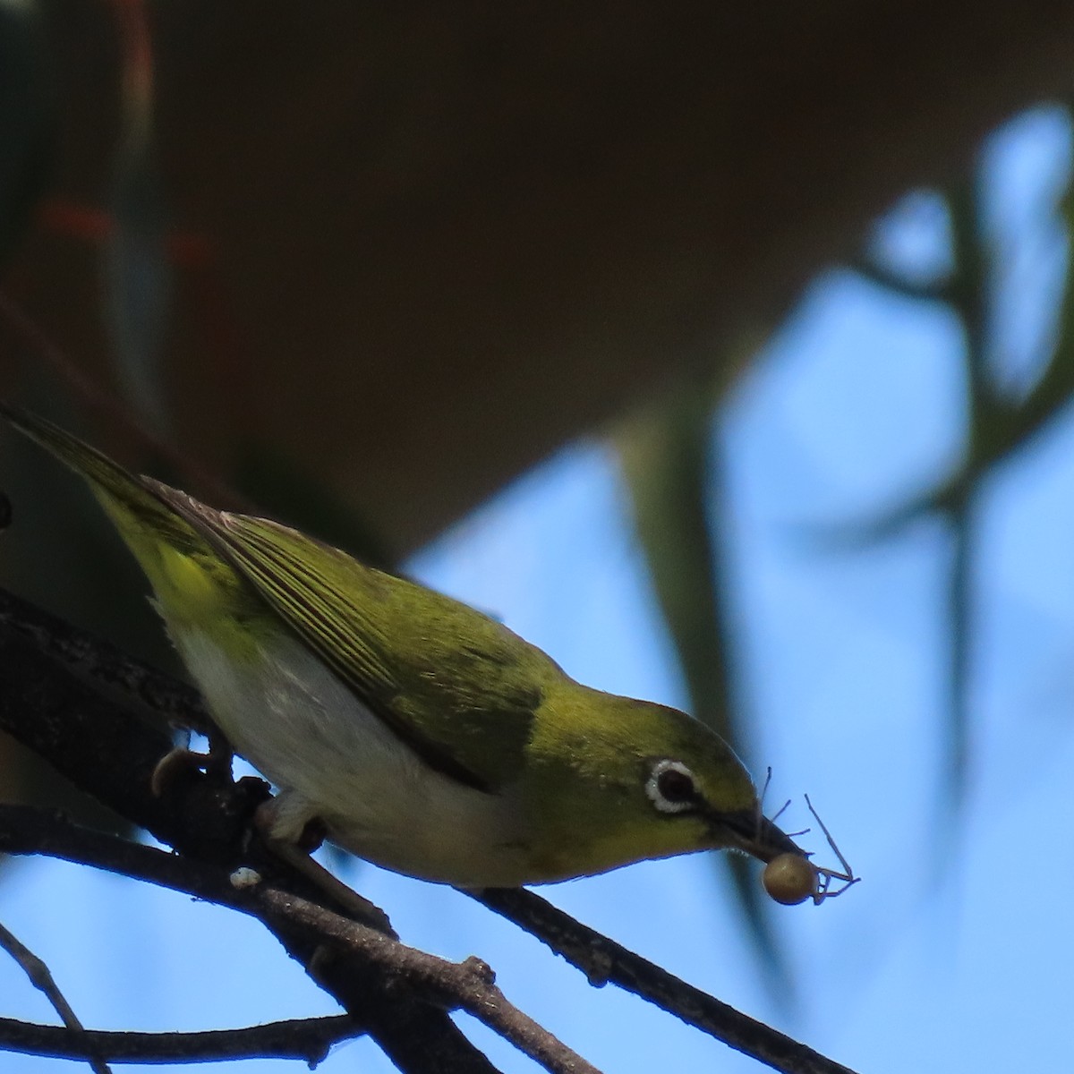 Swinhoe's White-eye - ML620461351