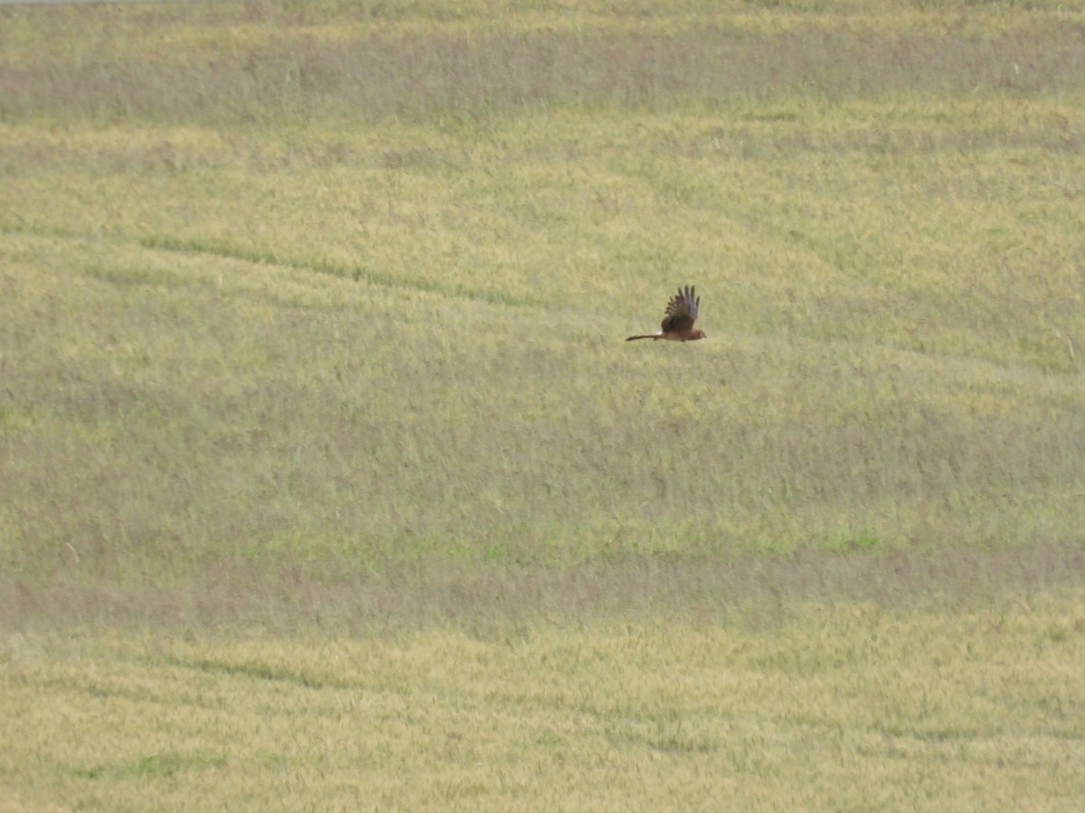 Montagu's Harrier - ML620461358