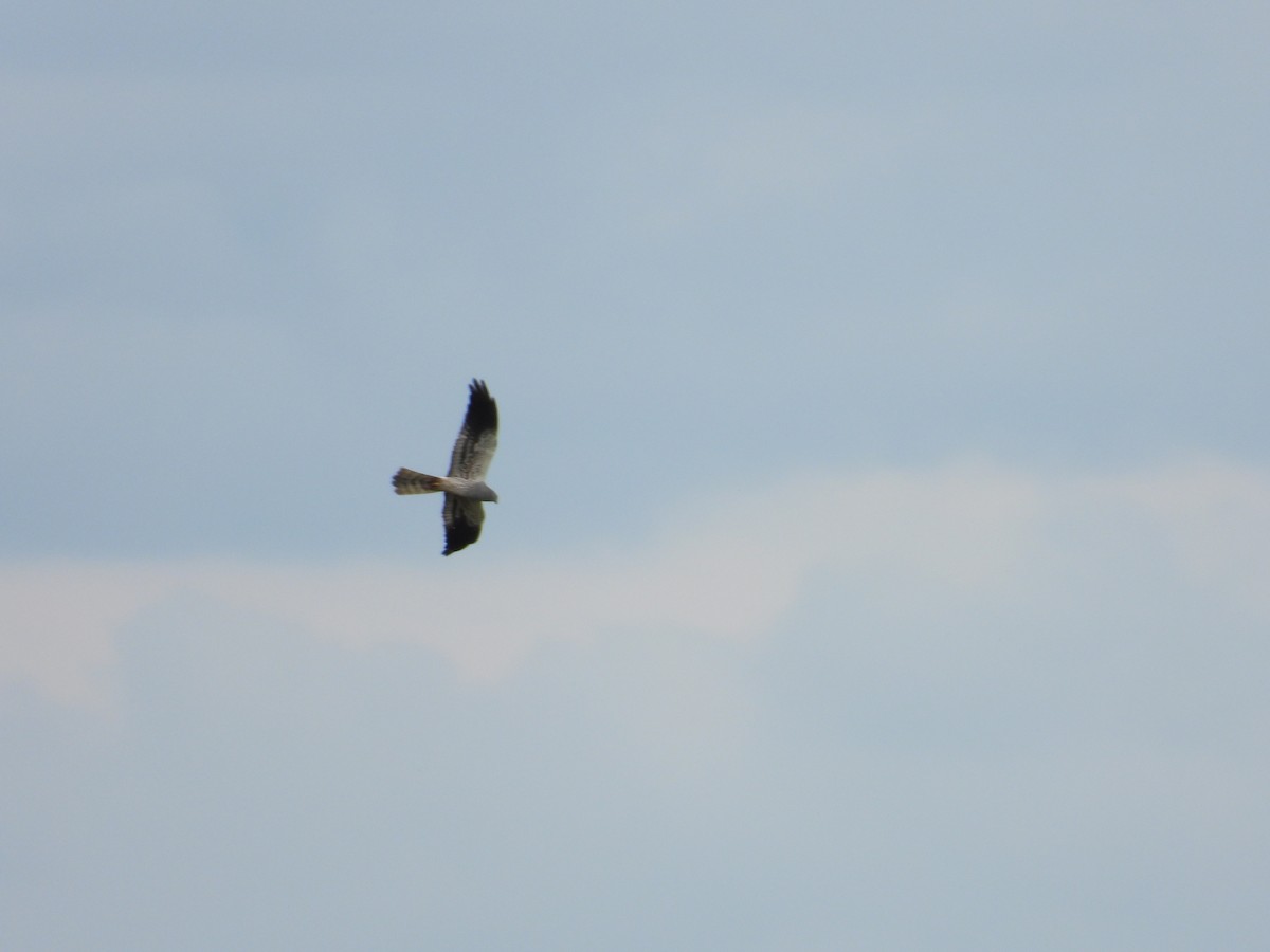 Montagu's Harrier - ML620461359