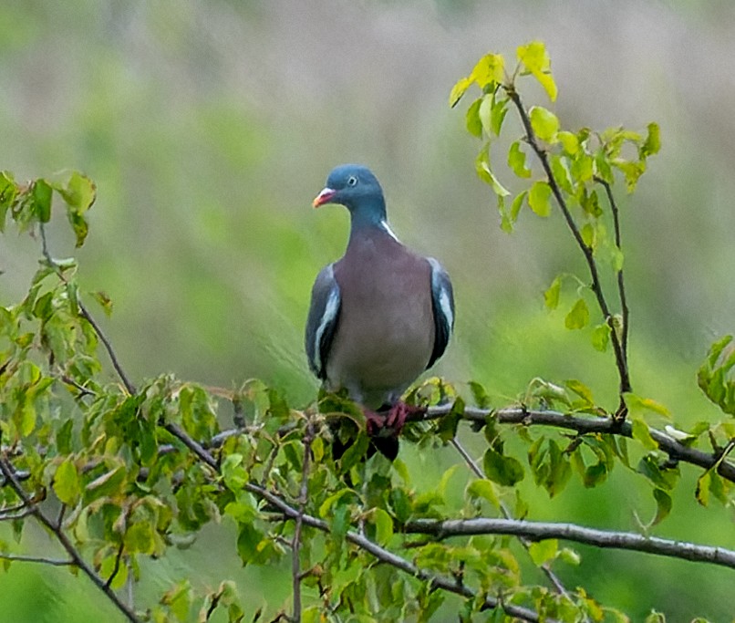 Common Wood-Pigeon - ML620461368