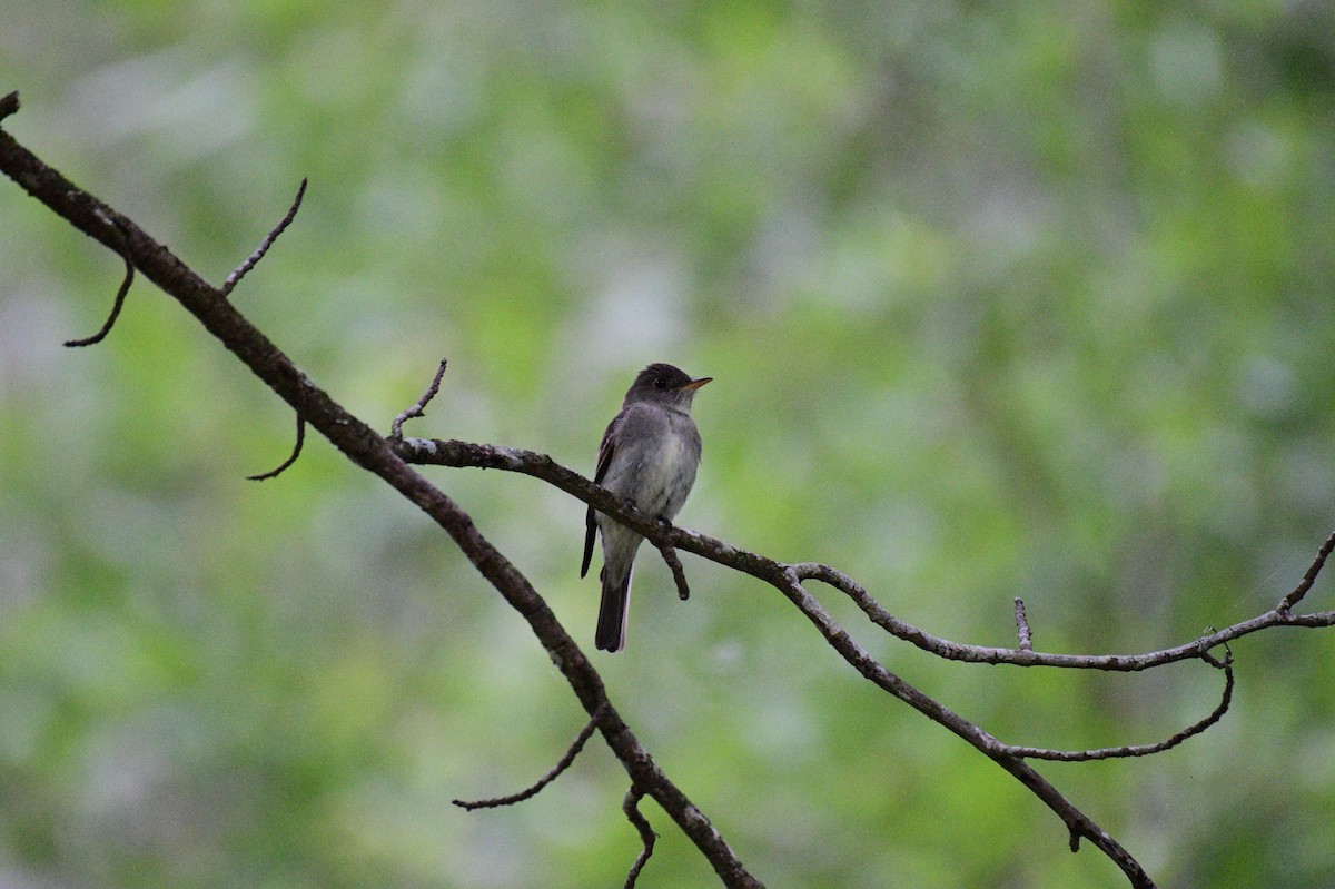 Eastern Wood-Pewee - ML620461371