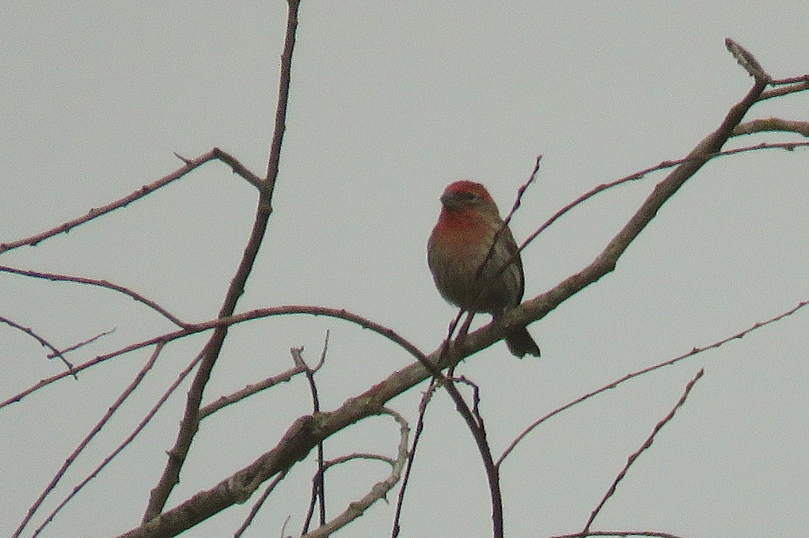 House Finch - ML620461373