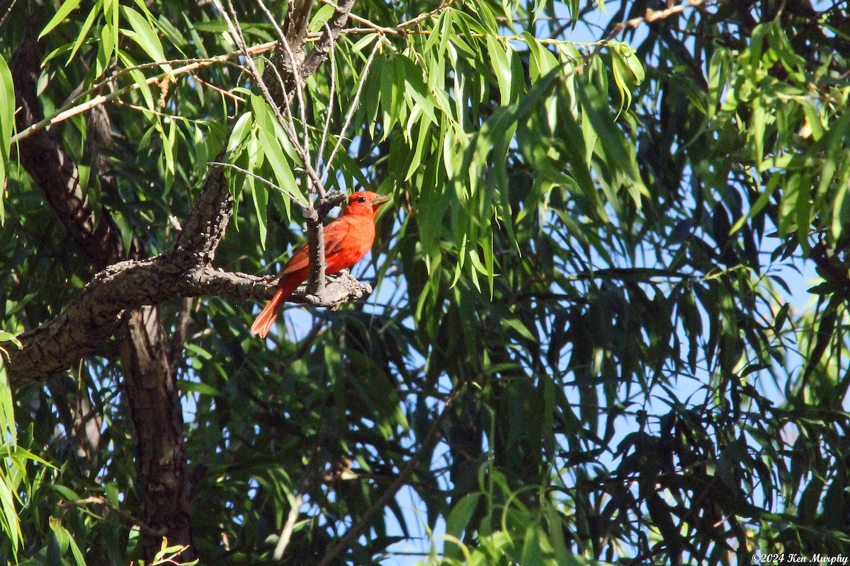 Summer Tanager - ML620461374