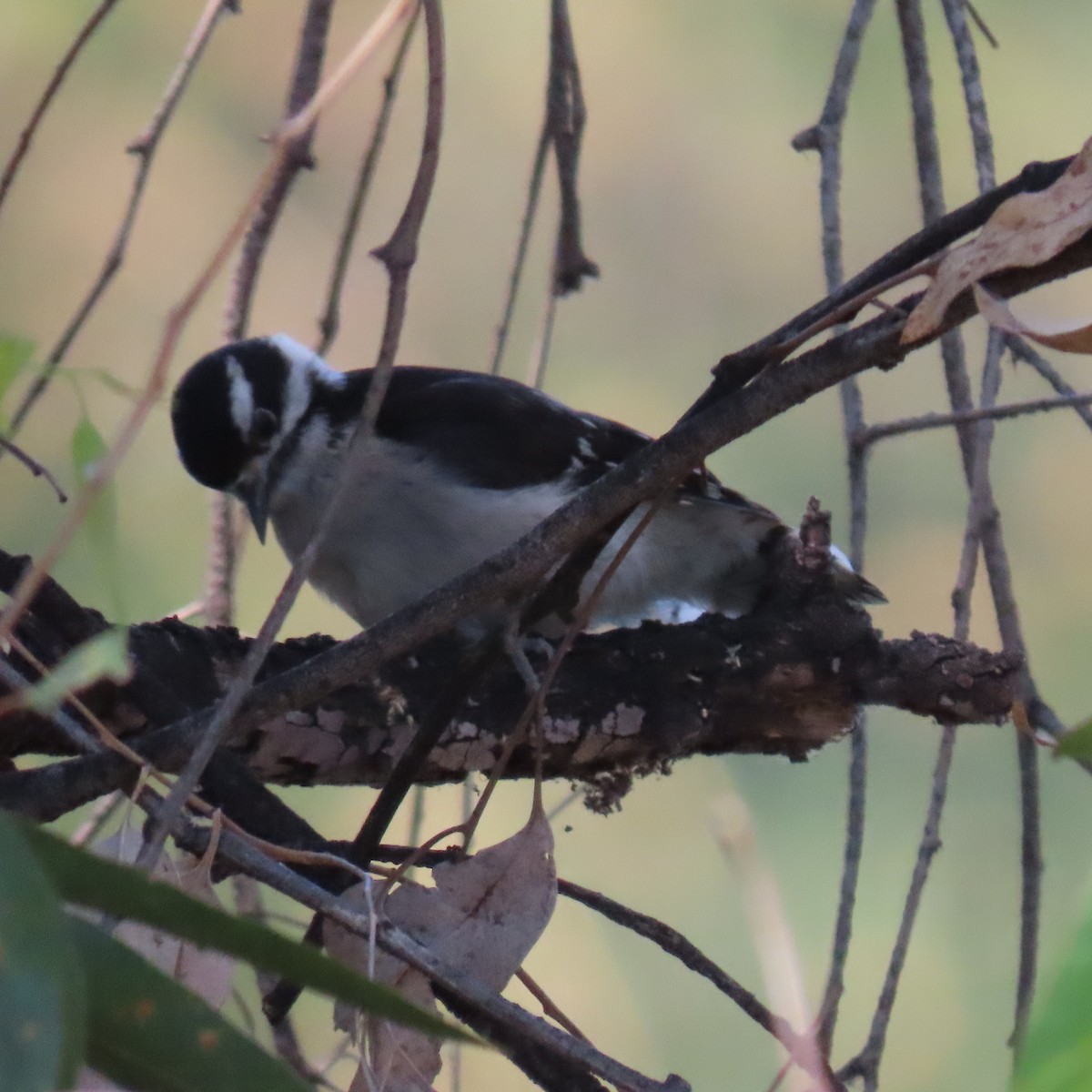 Downy Woodpecker - ML620461380