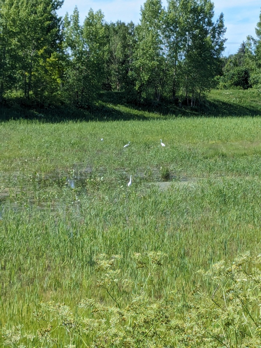 Great Egret - ML620461382