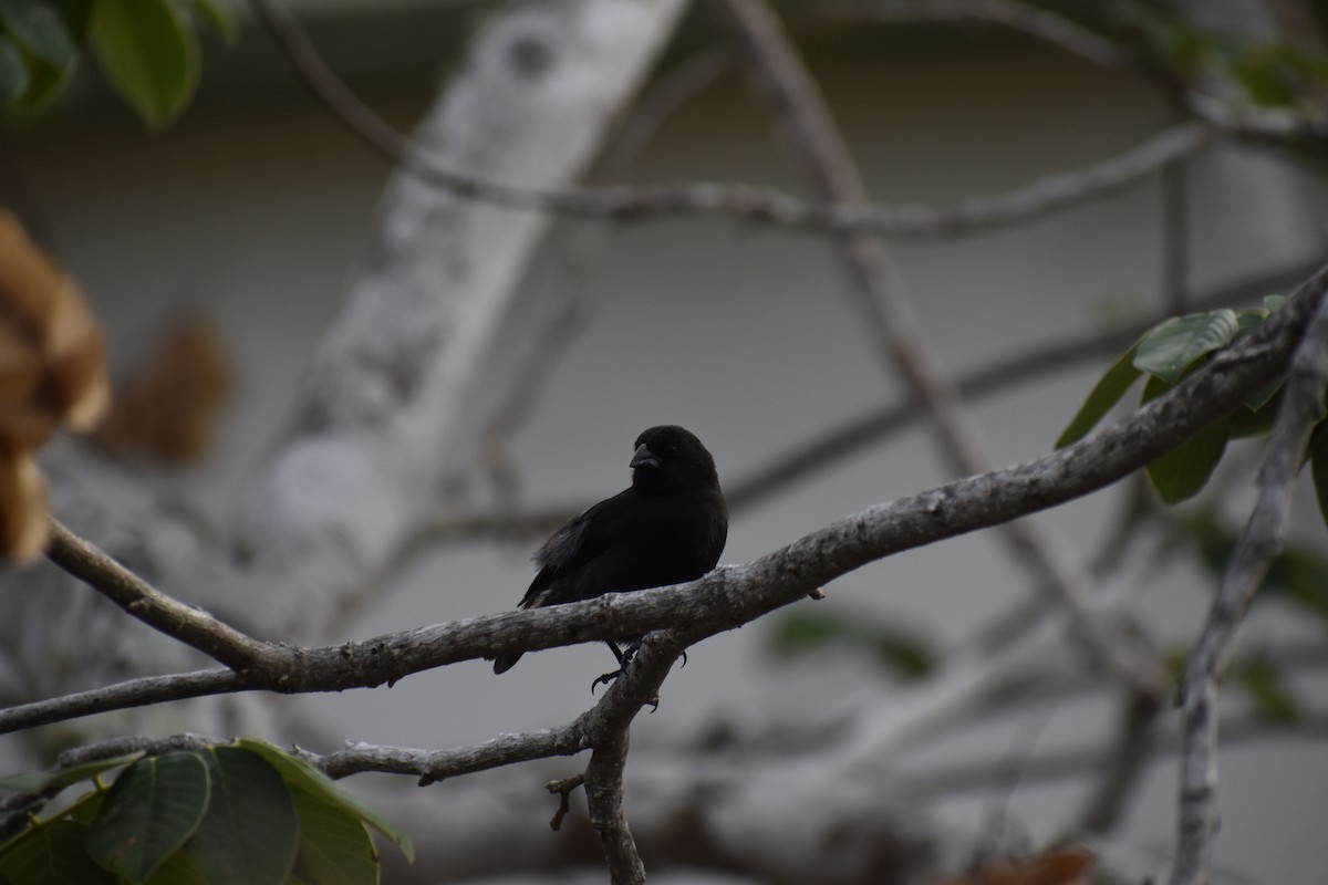 Small Ground-Finch - ML620461385