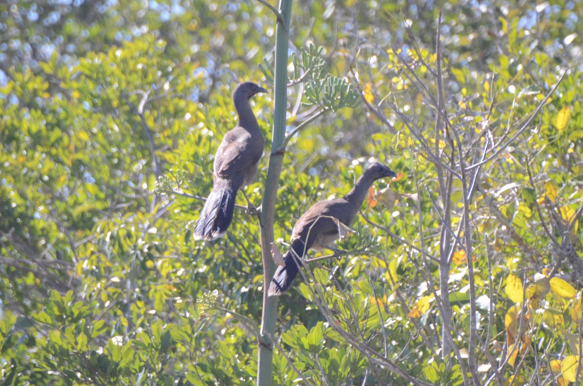 Plain Chachalaca - ML620461397