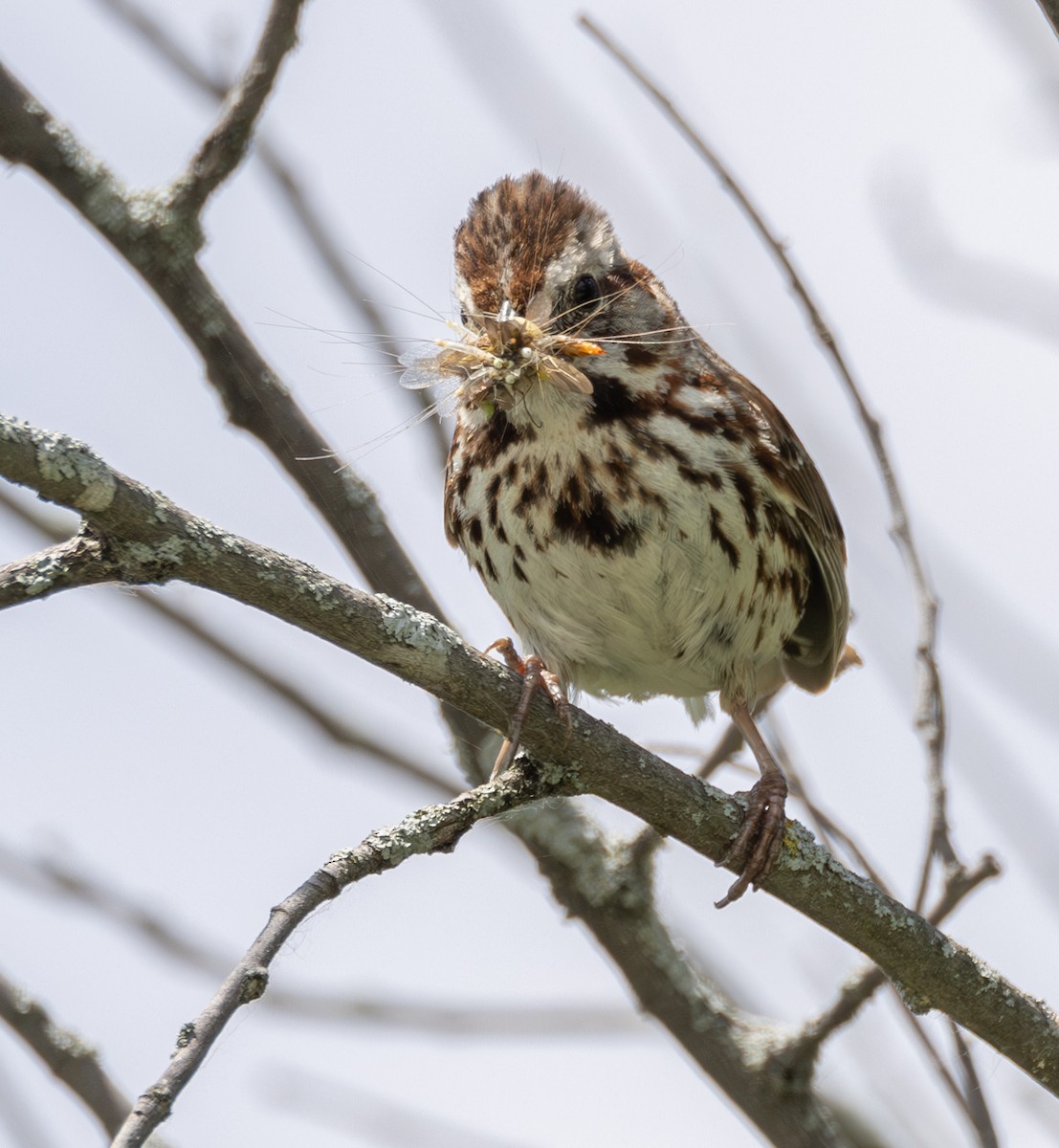 Song Sparrow - ML620461401