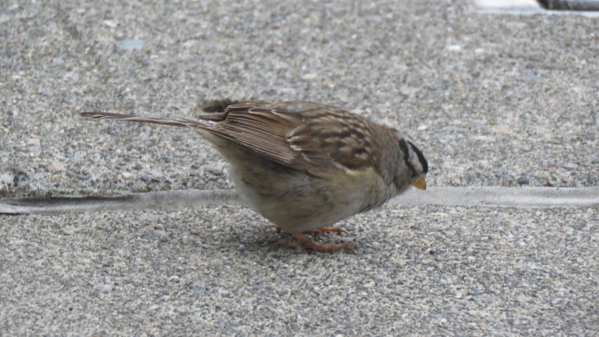 White-crowned Sparrow - ML620461403