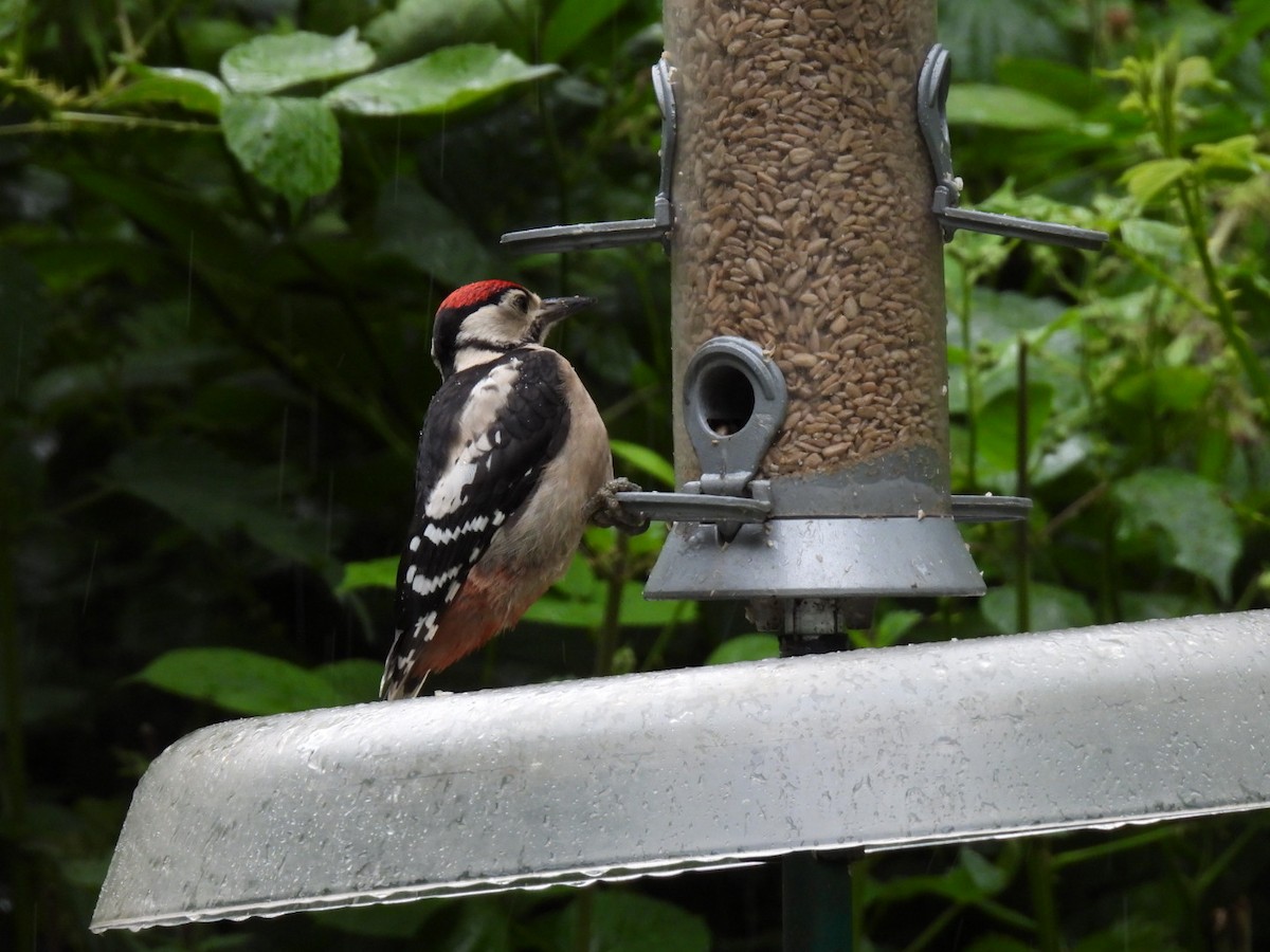 Great Spotted Woodpecker - ML620461404