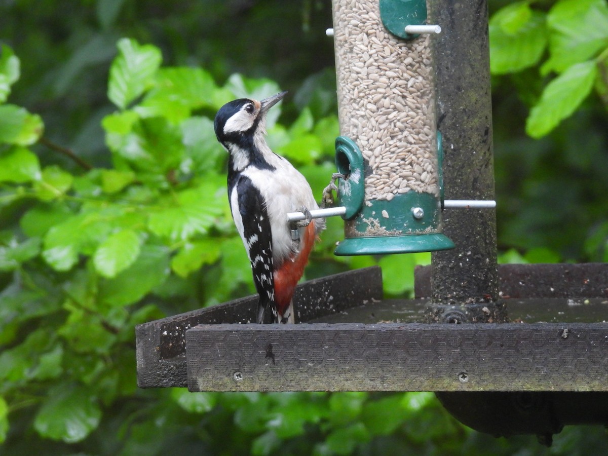 Great Spotted Woodpecker - ML620461405