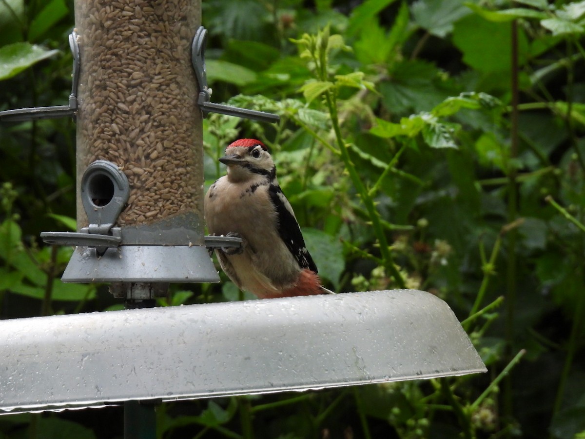 Great Spotted Woodpecker - ML620461406