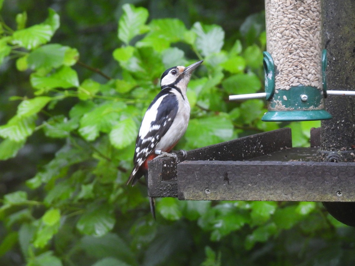 Great Spotted Woodpecker - ML620461407