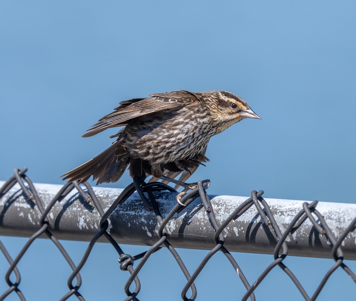 Red-winged Blackbird - Scott Murphy