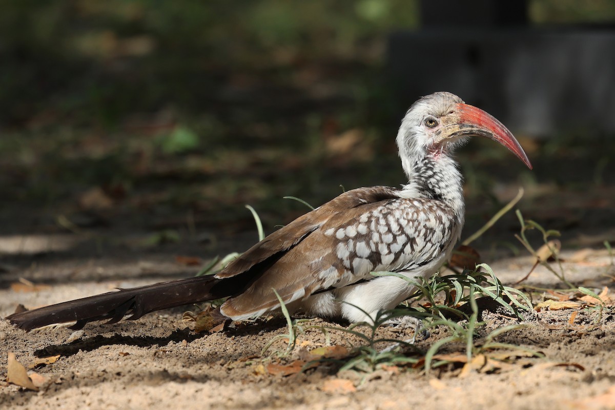 Southern Red-billed Hornbill - ML620461418