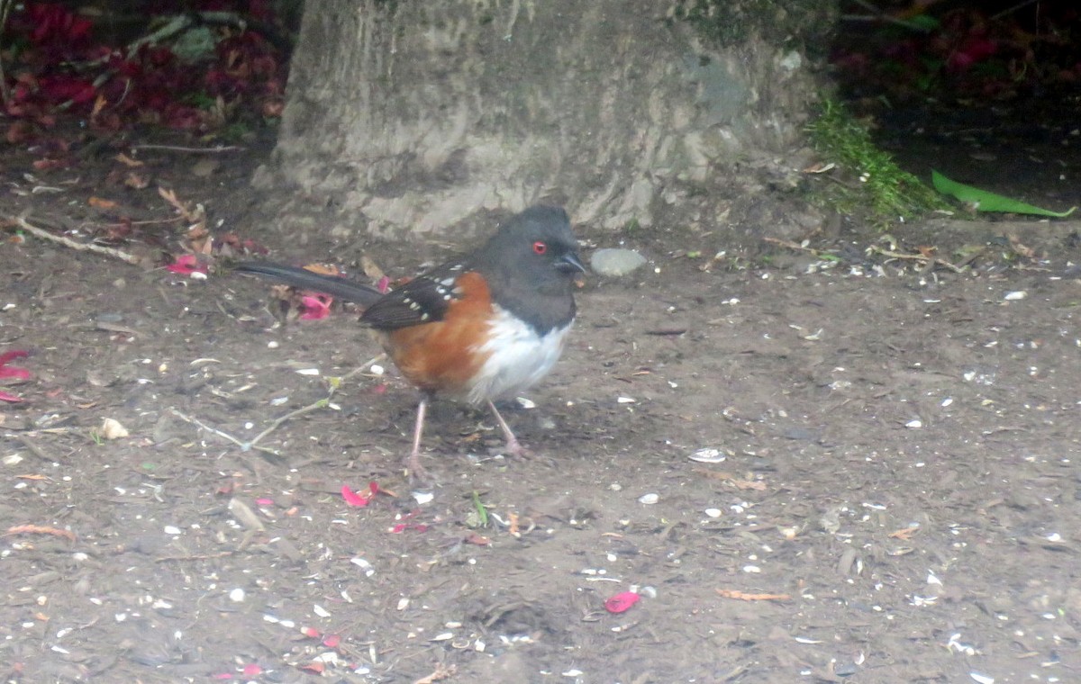 Spotted Towhee - ML620461424