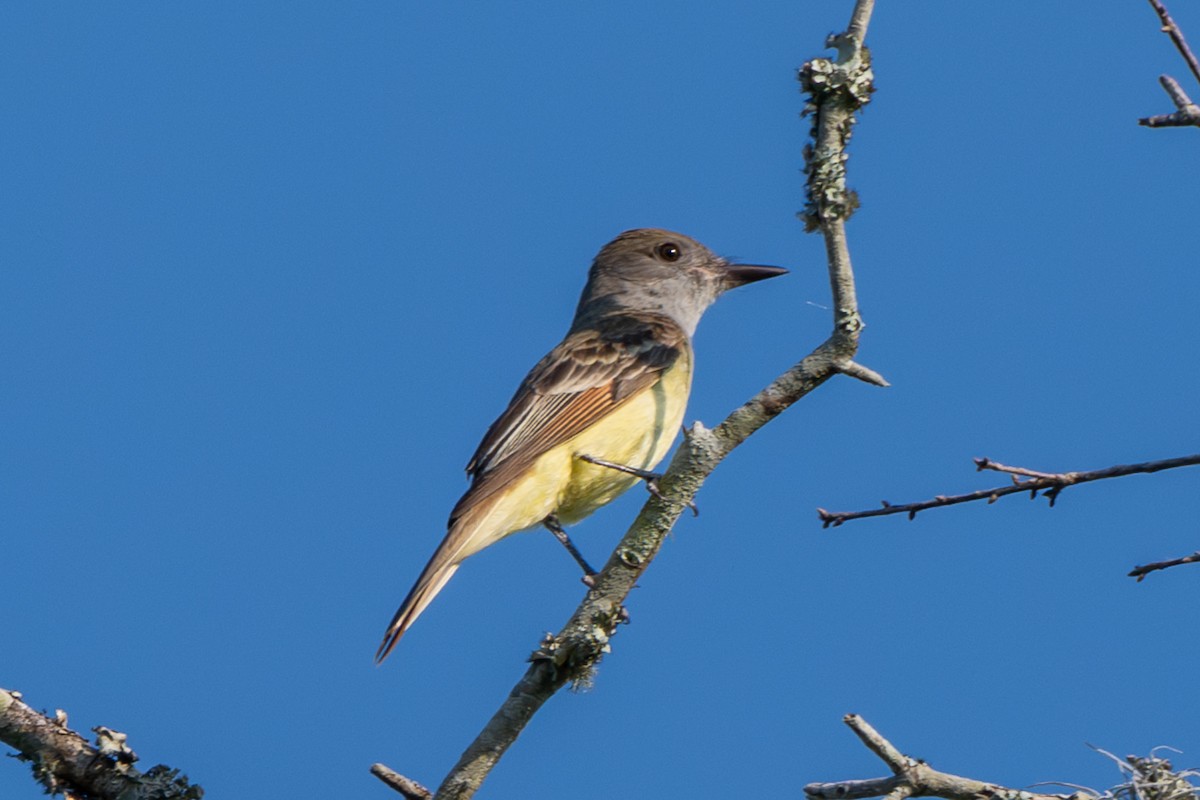 Great Crested Flycatcher - ML620461425