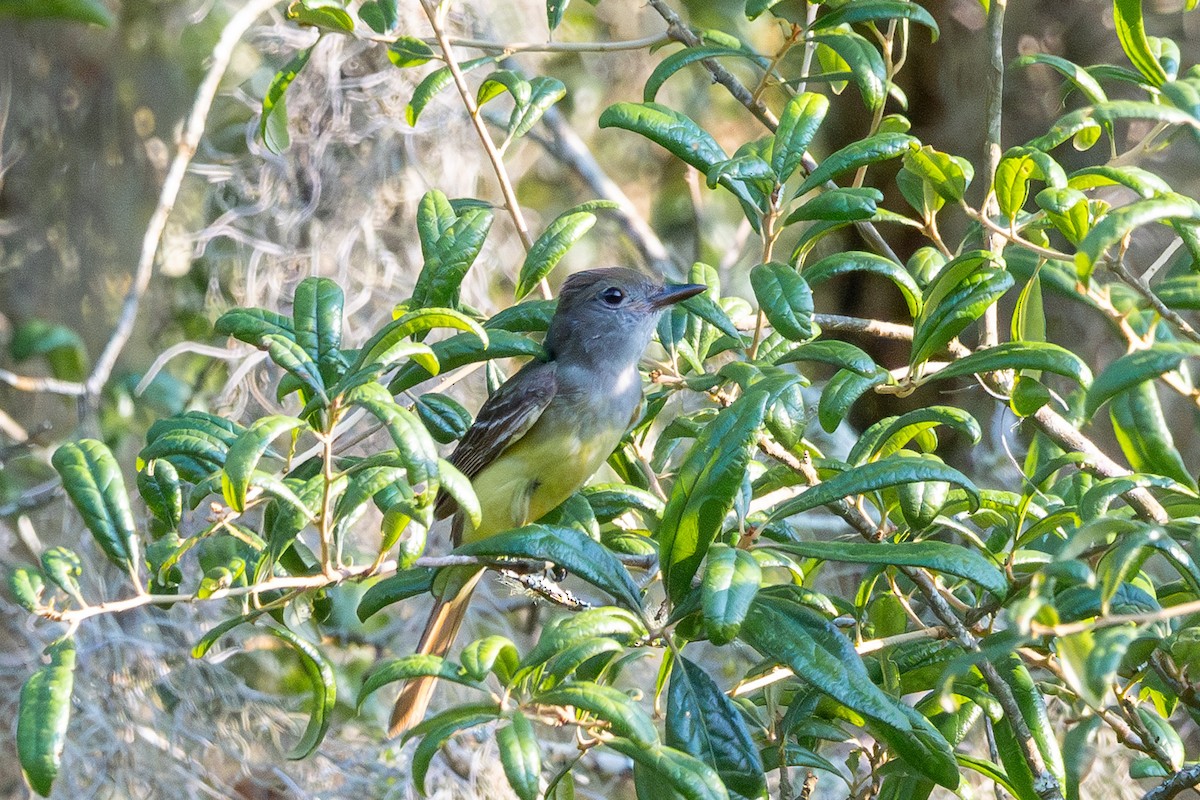 Great Crested Flycatcher - ML620461426