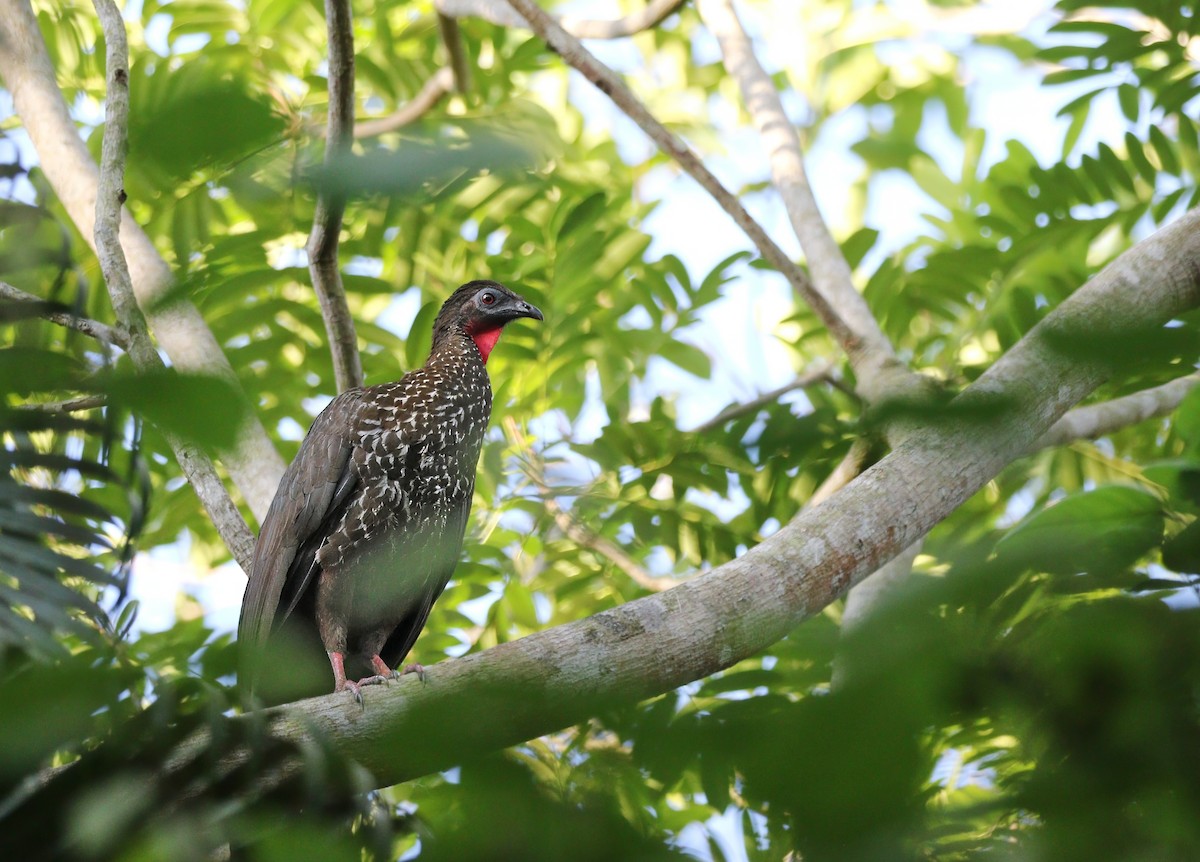 Crested Guan - ML620461440