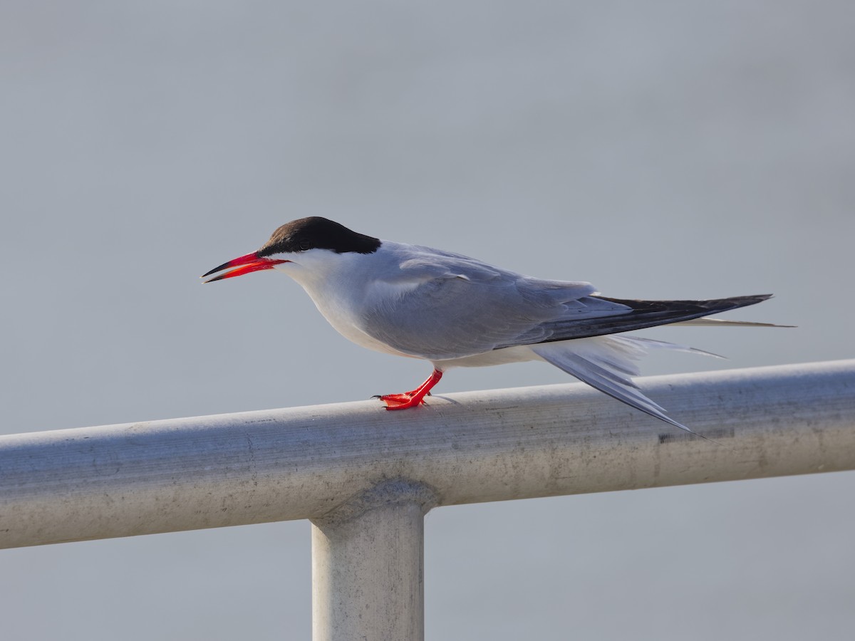 Forster's Tern - ML620461457