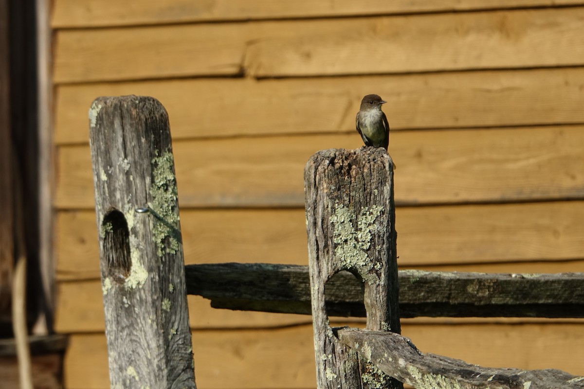 Eastern Phoebe - ML620461458