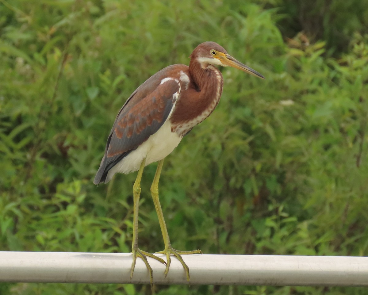 Tricolored Heron - ML620461461