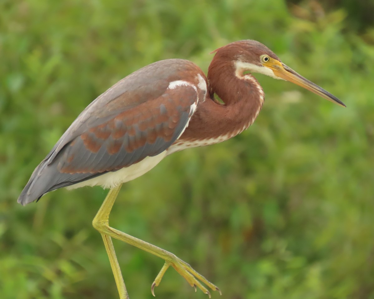 Tricolored Heron - ML620461463