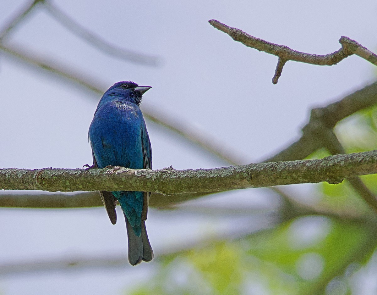 Indigo Bunting - ML620461467