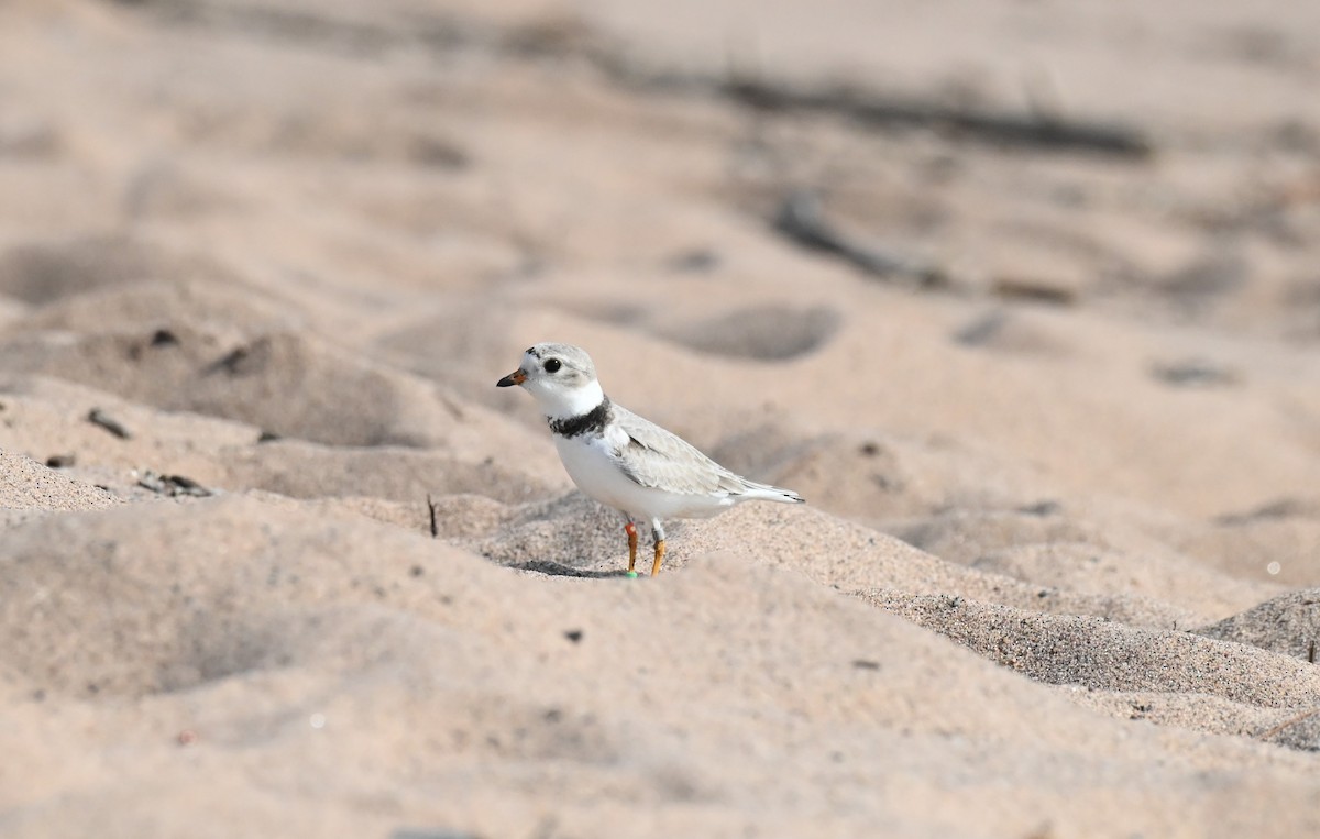Piping Plover - ML620461475