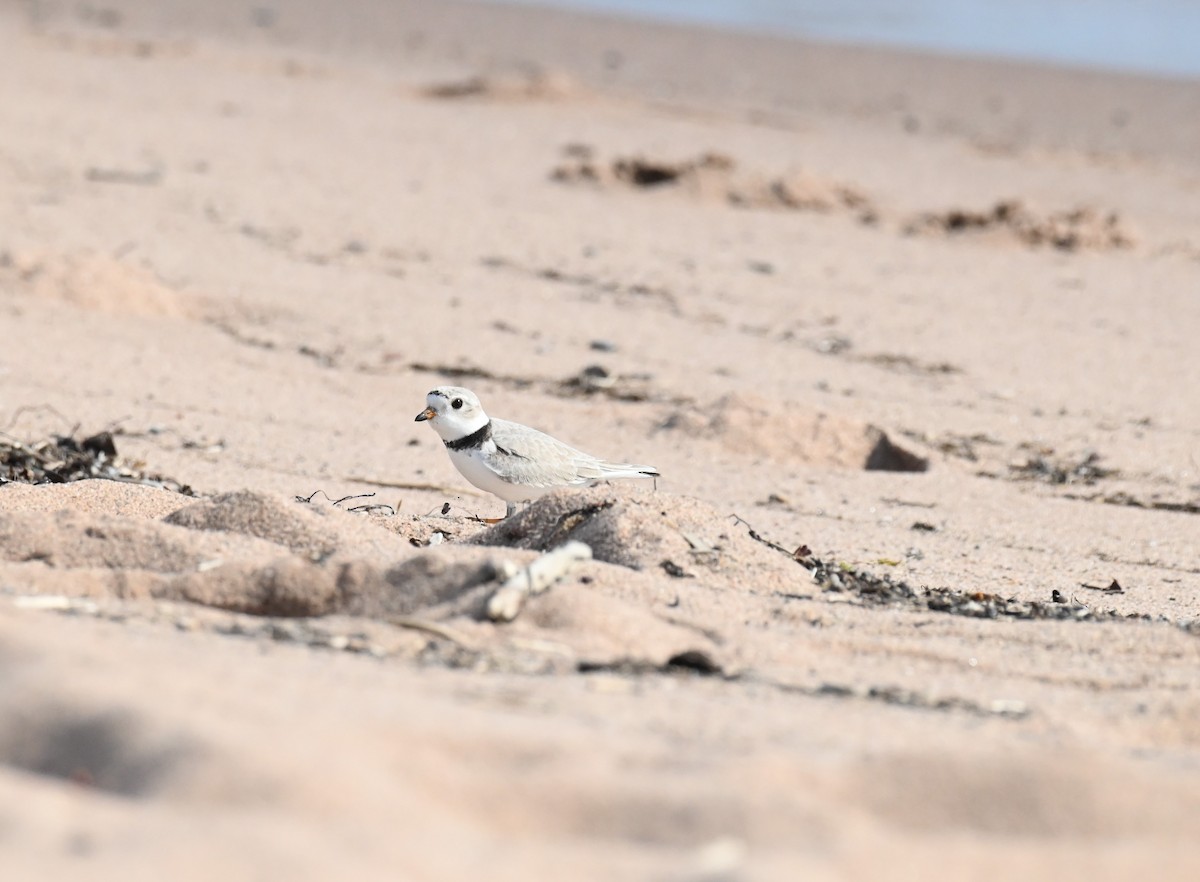 Piping Plover - ML620461476