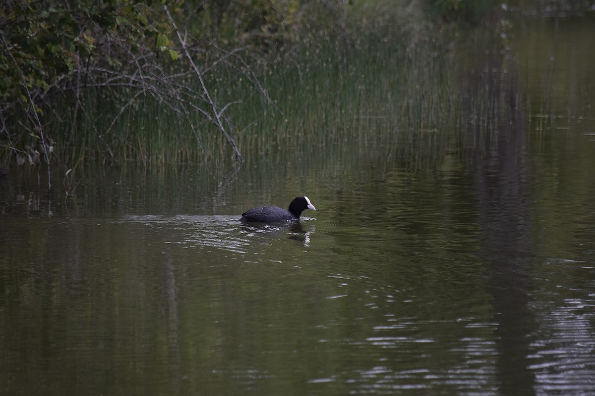 Eurasian Coot - ML620461477