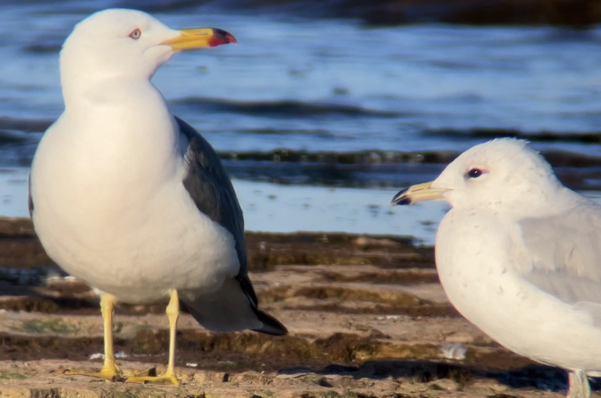 Ring-billed Gull - ML620461483