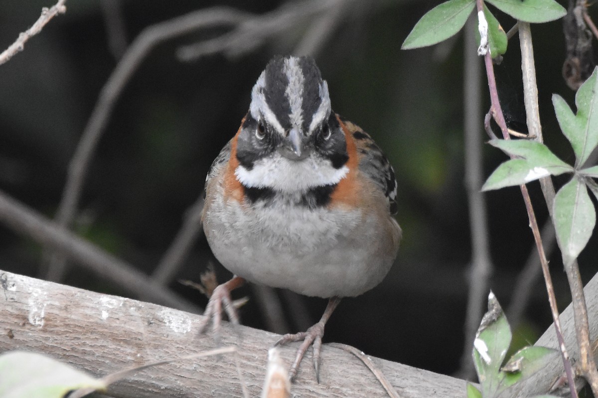 Rufous-collared Sparrow - ML620461500