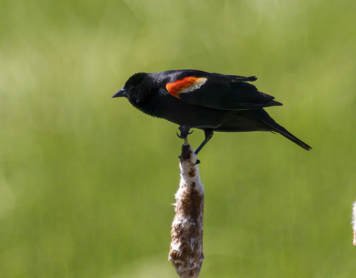 Red-winged Blackbird - ML620461502
