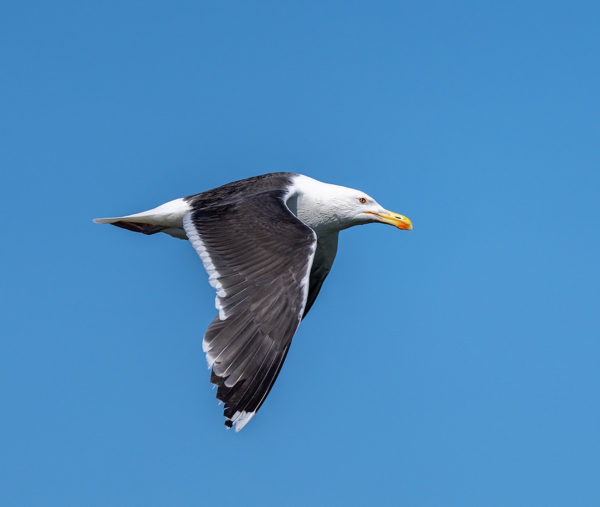 Great Black-backed Gull - ML620461506