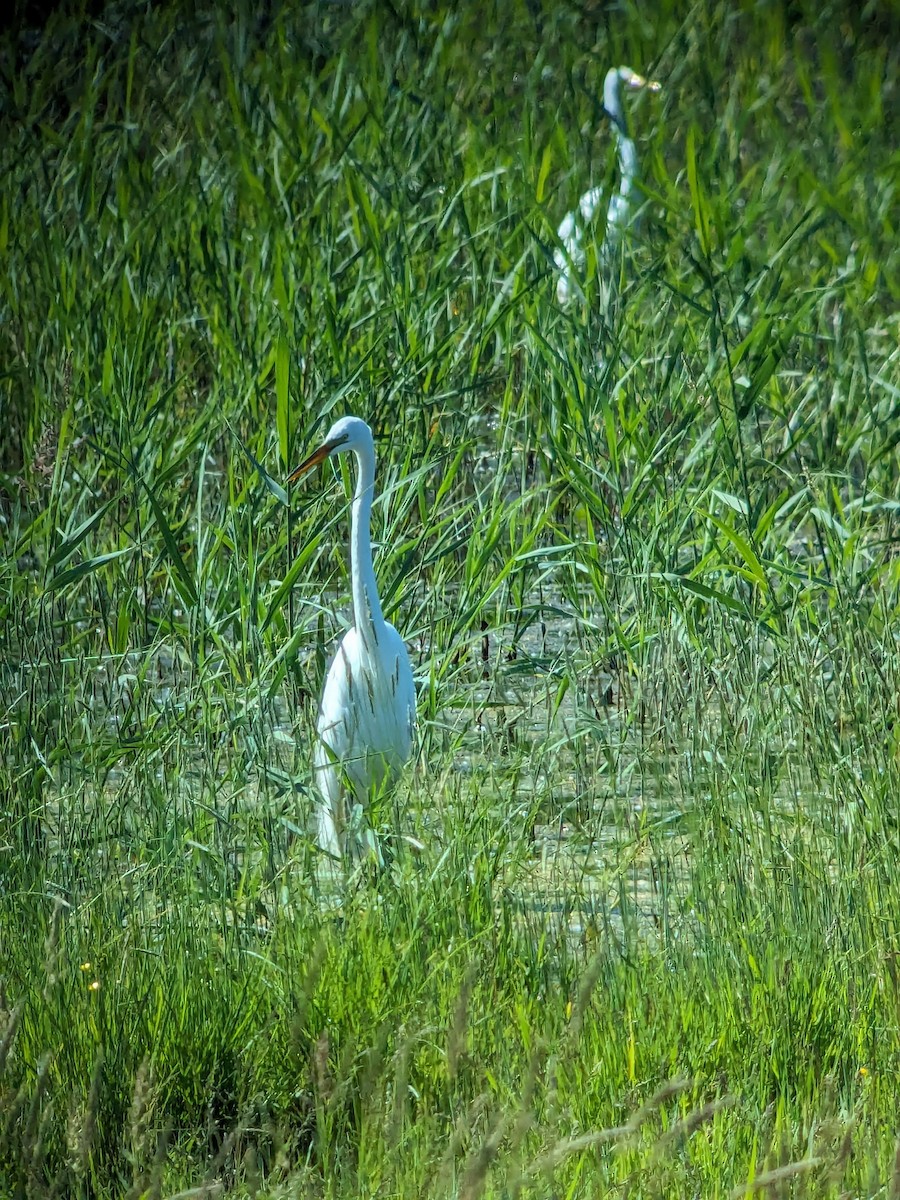 Great Egret - ML620461508