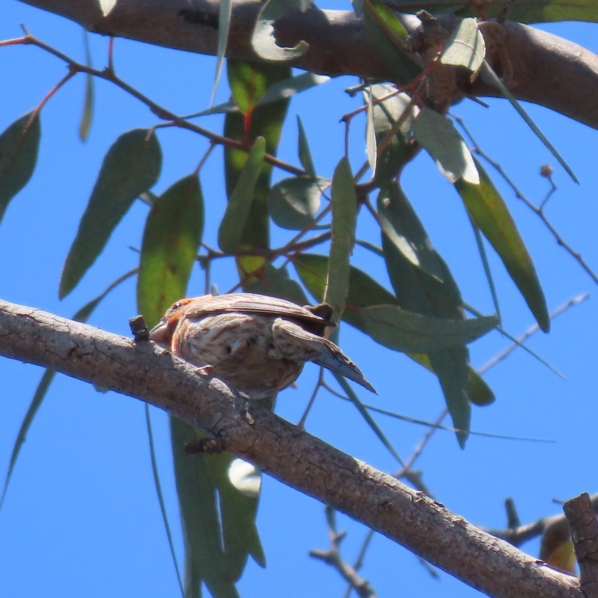 House Finch - ML620461513