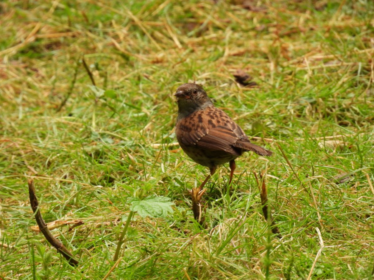 Dunnock - ML620461524