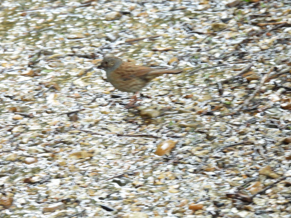 Dunnock - Derek Etherton