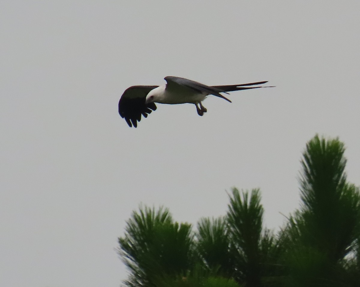 Swallow-tailed Kite - ML620461532