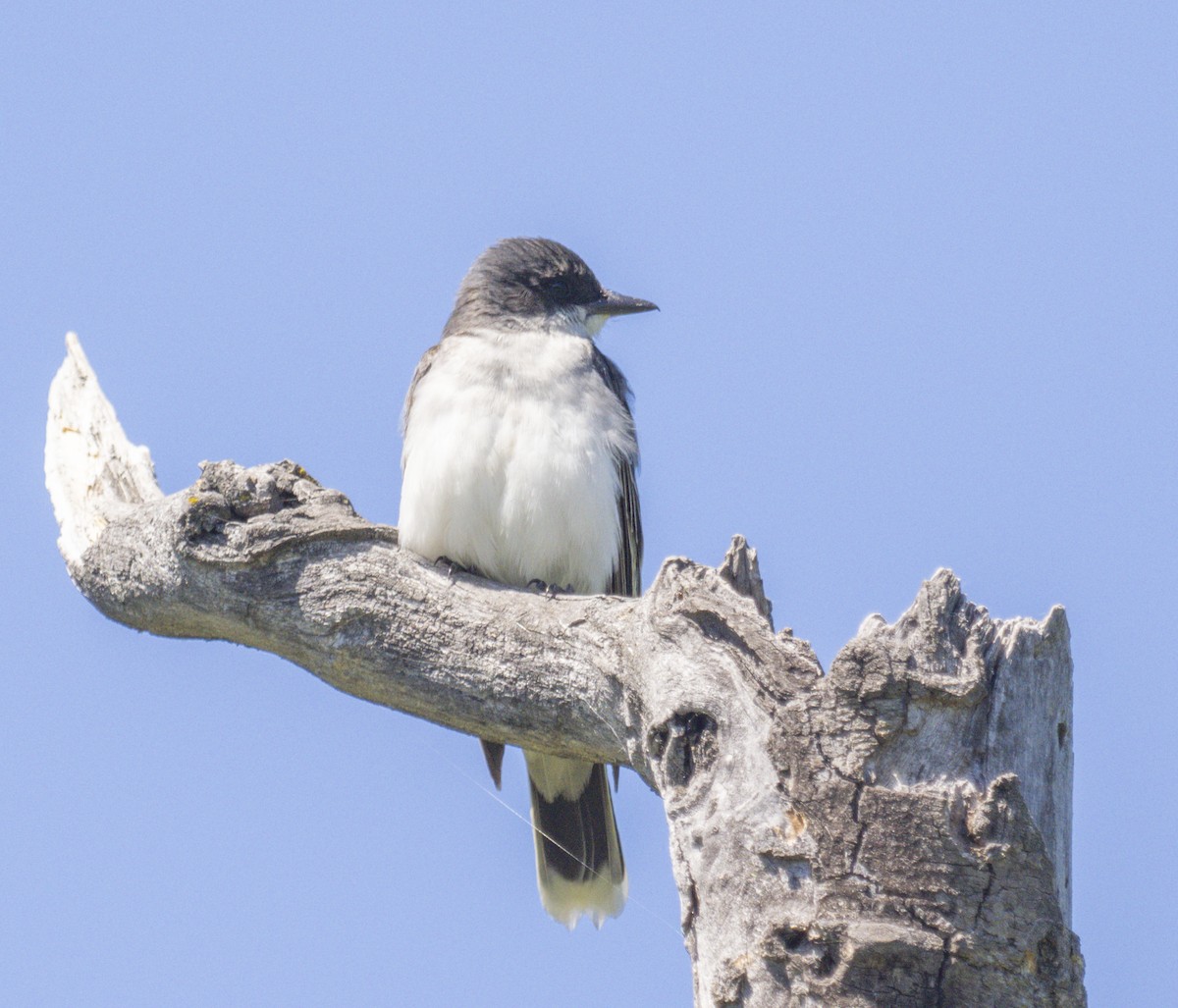 Eastern Kingbird - ML620461534