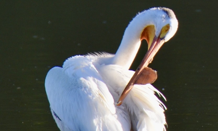 American White Pelican - ML620461535
